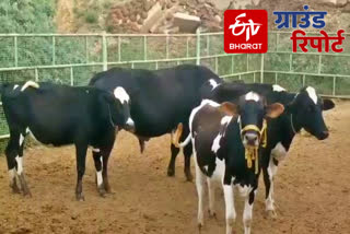 effect of lockdown on dairy farmers of karnal