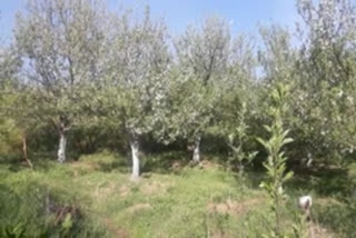 Flowering of apples in Rohru