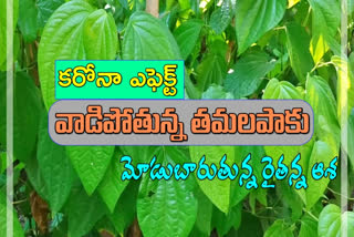 Corona effecto on guntur betel leaf farmers