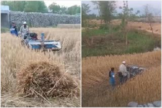 Farmers harvesting wheat in Paonta Sahib