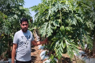 farmer-growing-crop-by-cultivating-horticulture-in-bemetara