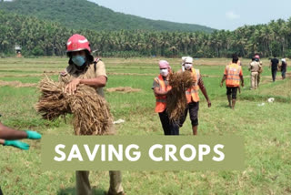 Kerala Fire Force personnel chip in to help farmers in paddy harvest