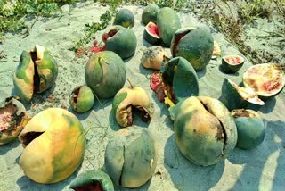 pathetic condition of the watermelon cultivators in bilashipa