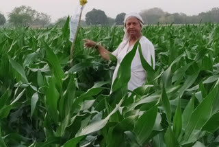 मक्के की फसल पर फॉल आर्मी वर्म कीट का हमला.