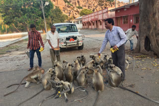 Food provide to monkeys  by revenue Department in Gangavathi