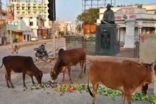 asha-foundation-is-arranging-food-for-cattle-in-bhatapara-balodabazar