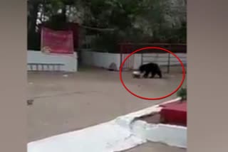 bears look for food in dustbins at temple in Chhattisgarh. Watch video