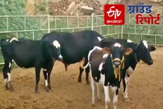 effect of lockdown on dairy farmers karnal