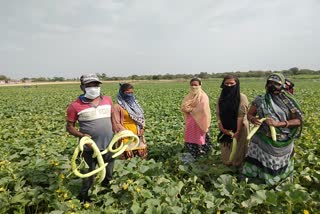 Vegetable farmers upset in lockdown