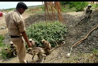 Home guard who fed the monkeys