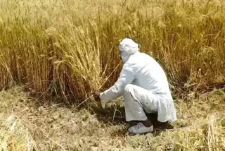 loharu jobbers refused to buy crops in temporary mandis