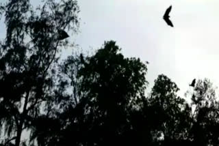 Hundreds of bats spotted at Ram Manohar Lohia