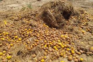 orange thrown by farmers due to lock down