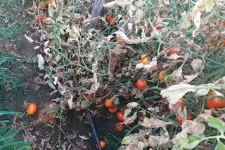 tomato crops are getting spoiled in field due to lock down in khandwa