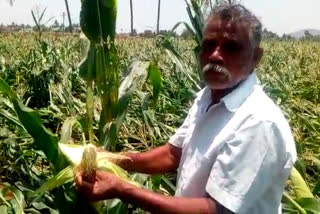 Mustard crop purchase will start from 15 april in jhajjar