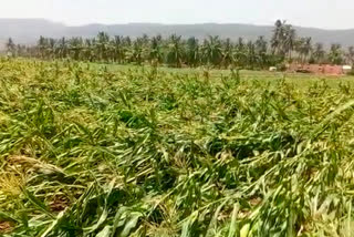 Maharashtra  COVID-19 lockdown  Coronavirus outbreak  COVID-19 scare  Farmers selling on internet  Jai Jawan Jai Kisan  ഔറംഗാബാദ് കർഷകർ  മഹാരാഷ്ട്ര ലോക്‌ ഡൗൺ  ഇന്‍റനെറ്റ് വഴി വ്യാപാരം  ജയ് ജവാൻ ജയ് കിസാൻ  ഇന്‍റനെറ്റ് വഴി നേരിട്ട് സാധനങ്ങൾ വിറ്റു  മഹാരാഷ്‌ട്രയിലെ കർഷകർ