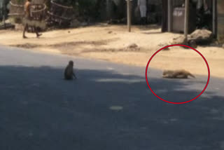 monkey died on road in mahabubabad district