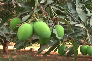 mangos can buy serf in telangana