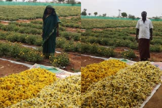 ಜಮೀನಿನಲ್ಲೇ ಕೊಳೆಯುತ್ತಿರುವ ತರಕಾರಿ‌, ಹೂ, ಹಣ್ಣುಗಳು