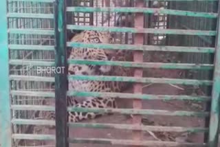 Forest Department captured a Leopard at Gangavathi