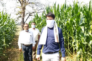 Surajpur Collector Deepak Soni arrives to inspect maize crop