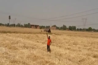 electrical wires hanging above crop in village mandakol palwal