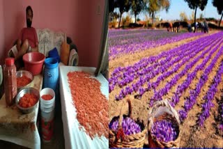 saffron-cultivation-in-savgar-village-of-gadarpur