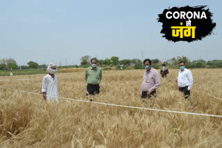 harvesting during corona pandemic