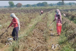 Farmers are happy with the farming of papaya