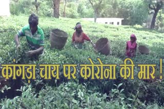 KANGRA TEA PRODUCTION EFFECTED DUE TO CORONAVIRUS