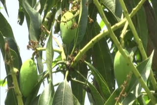 COVID-19 lockdown: Mango farmers worried in UP's Malihabad