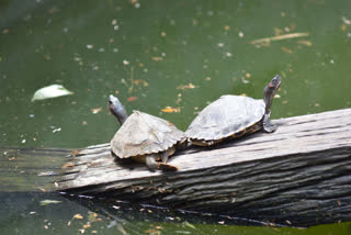 Woman fined for taking turtle for a walk in RomeWoman fined for taking turtle for a walk in Rome