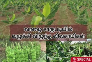 impact of curfew banana cultivation in madurai