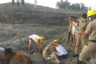 rescued two cows in Bilaspur