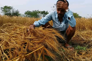 बारिश के कारण किसान मायूस