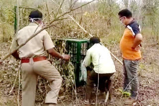 Leopard panic in Kochena village of Gariaband