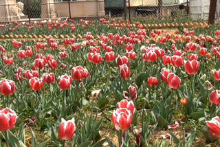 tulip garden hit by coronavirus lockdown