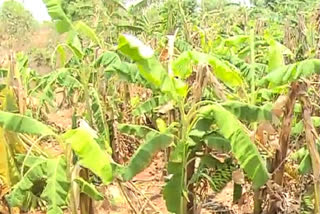 Premature rain in Gadag destroyed the crop