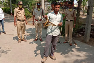 6-foot snake procted in kalburagi