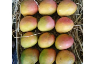 famous hapus mango