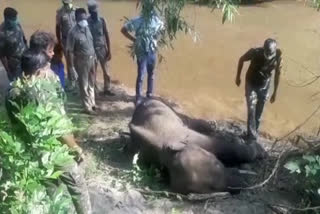 eight-year-old-male-elephant-dies-in-conflict-between-elephants