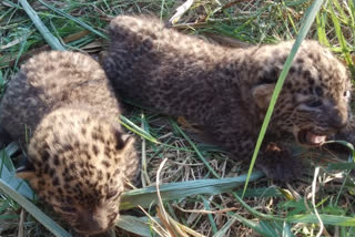 officials-who-put-the-bone-for-mother-leopard-in-mandya