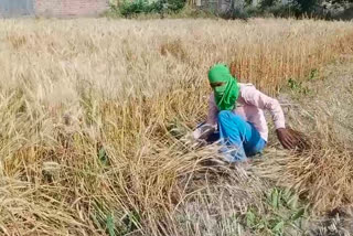 purchase of wheat guhla chika