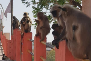 Monkeys are not getting water in Omkareshwar