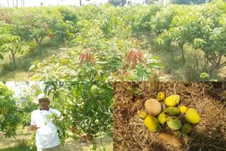 mango farmers facing problems for selling mangoes at mahabubabad district
