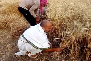 सुदामा बनकर नेता जी ने काटी गेहूं की फसल.