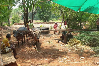 Corona effect on Sugarcane in Bhatkal