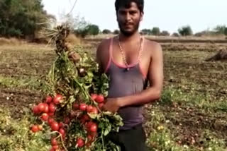 farmer destroyed crop by tractor in Kalaburgi