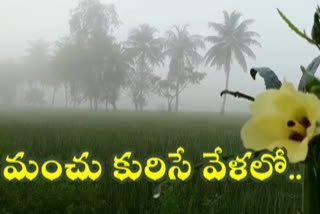 కోనసీమలో కనువిందు చేస్తున్న మంచు అందాలు