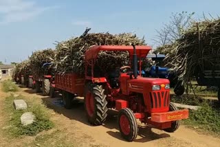 Work is being done in view of social distancing in Surajpur sugar factory